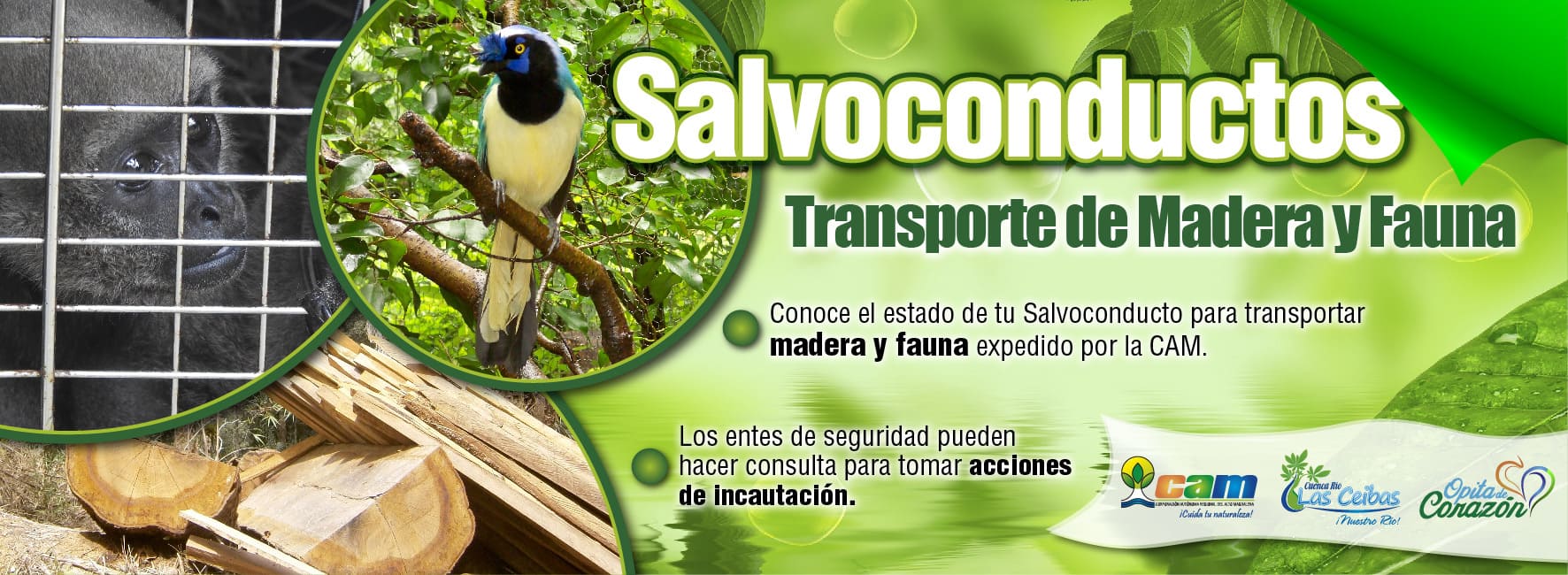 Salvoconductos de madera y fauna