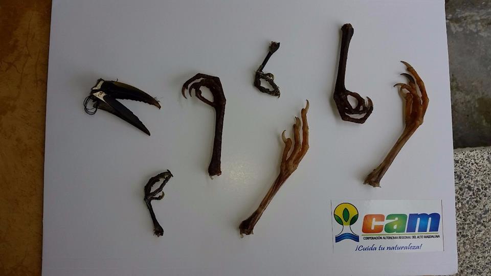 15-07-02 dts cam- trafico de partes de fauna 03