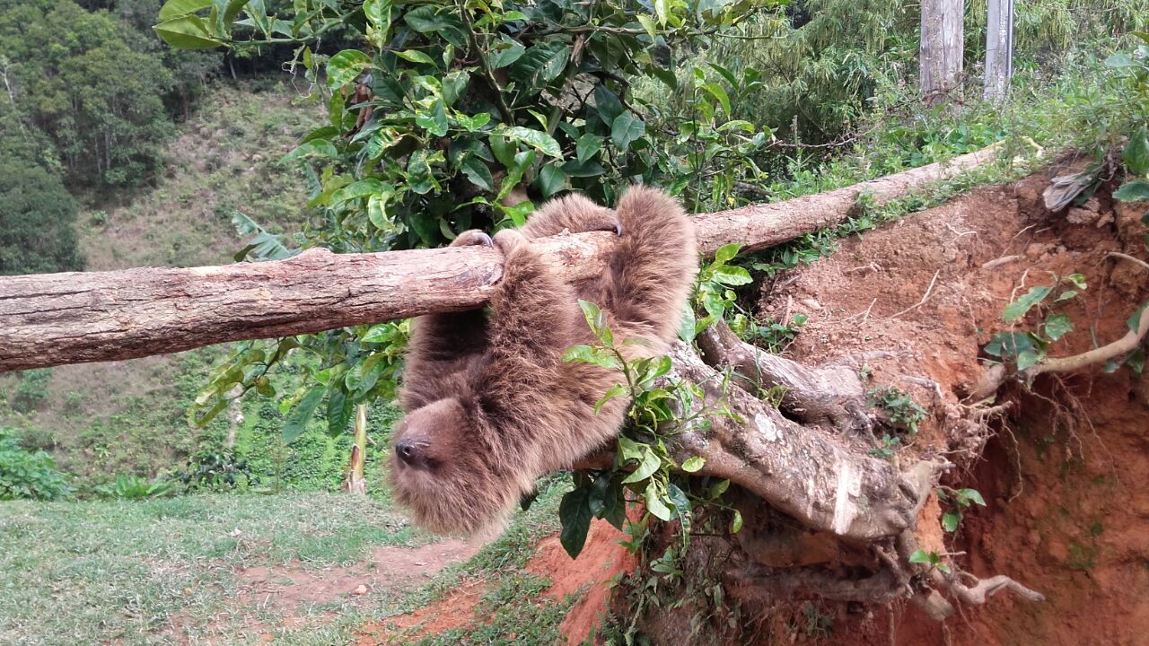 FOTOS RESCATE OSO PEREZOSO 6
