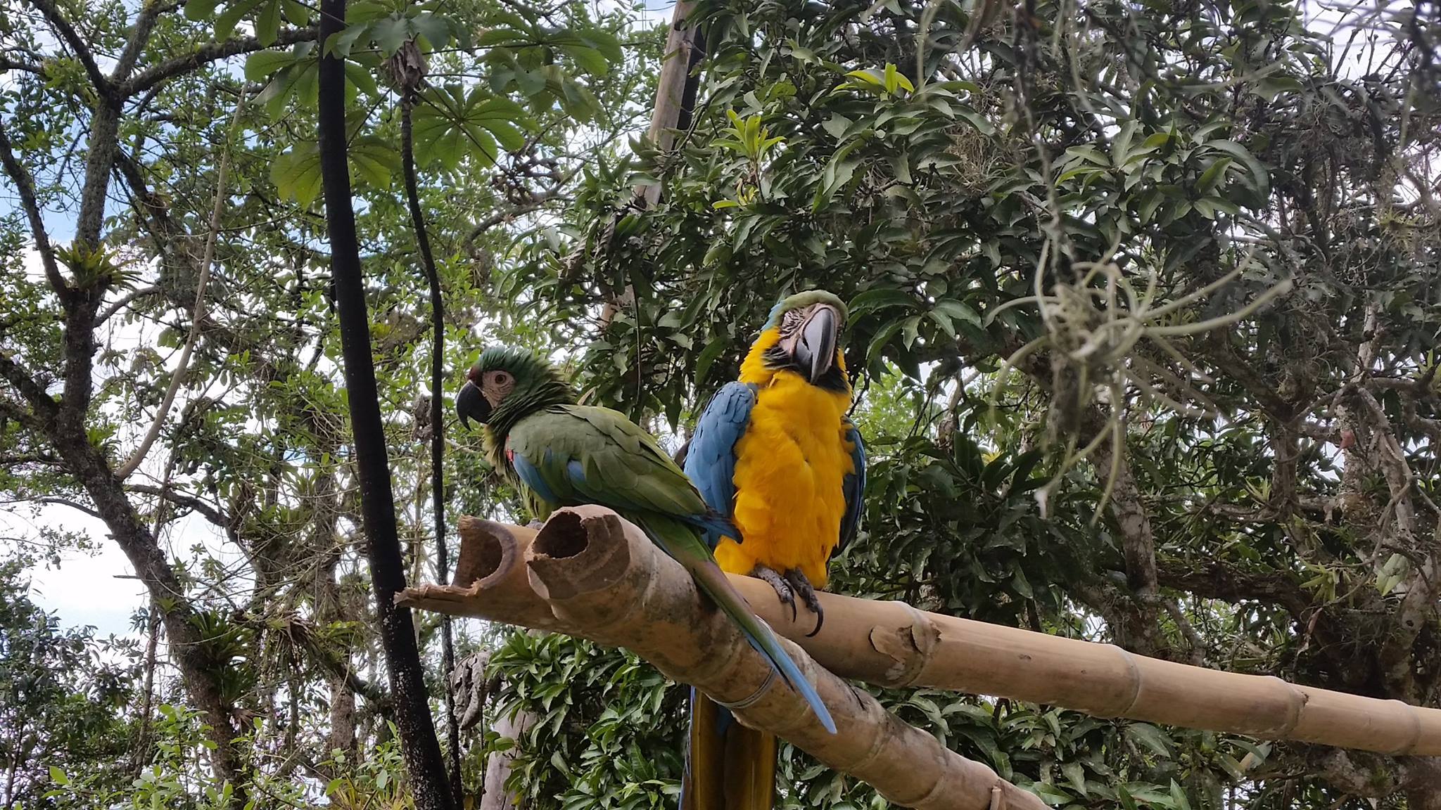 dtsncautacin de fauna 01
