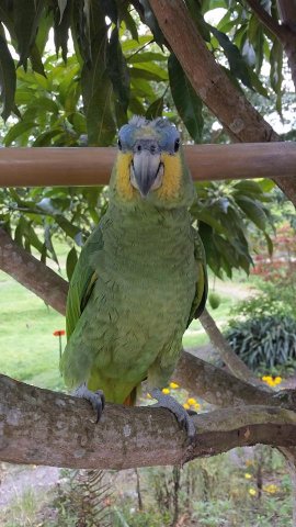dts_incautacion_fauna_02