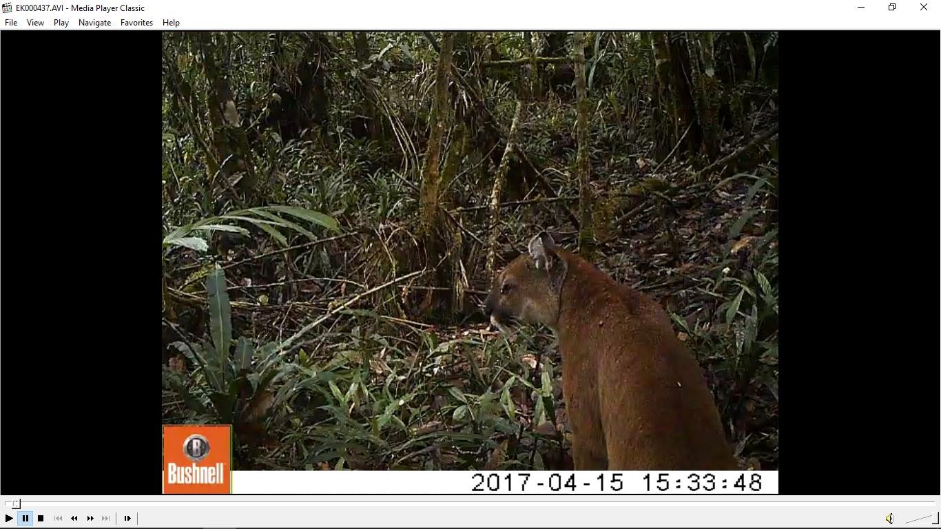 PUMA CONCOLOR