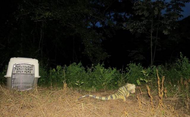 iguana