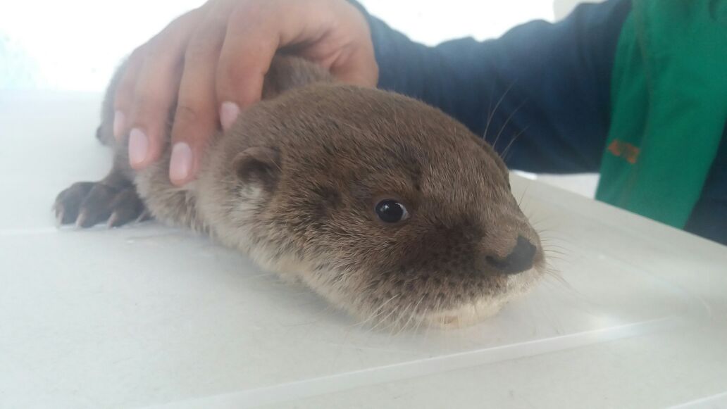nutria