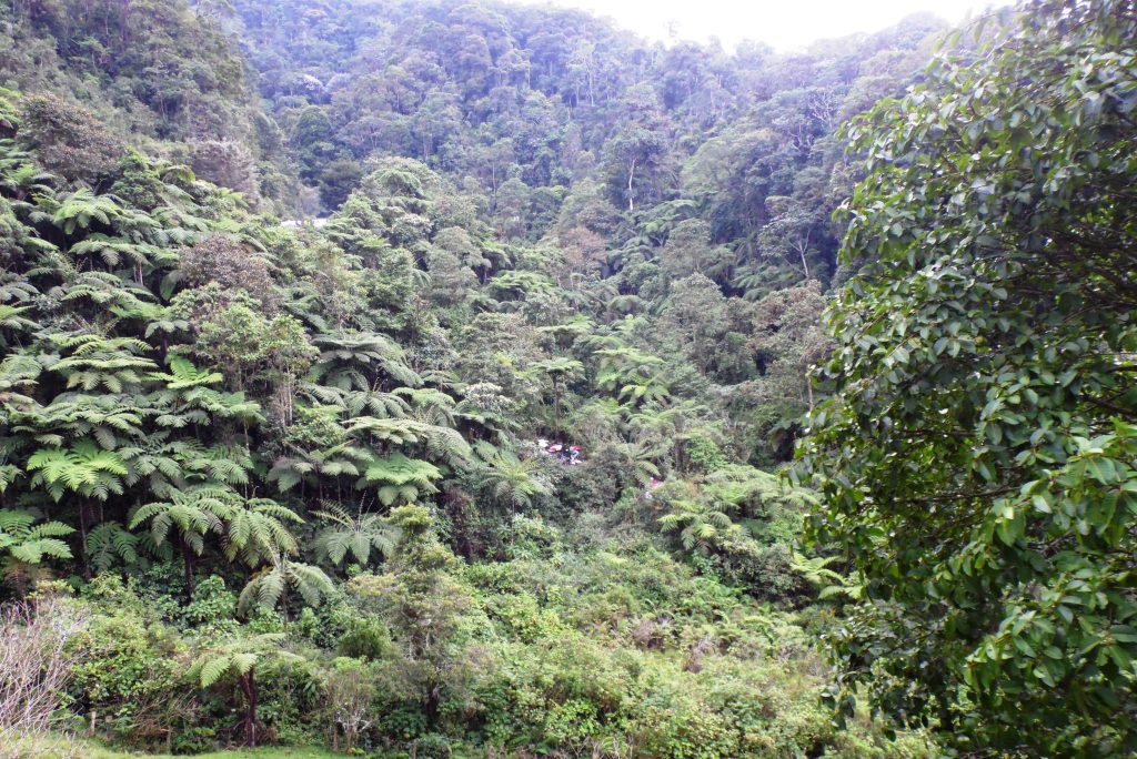 reserva natural el cedro