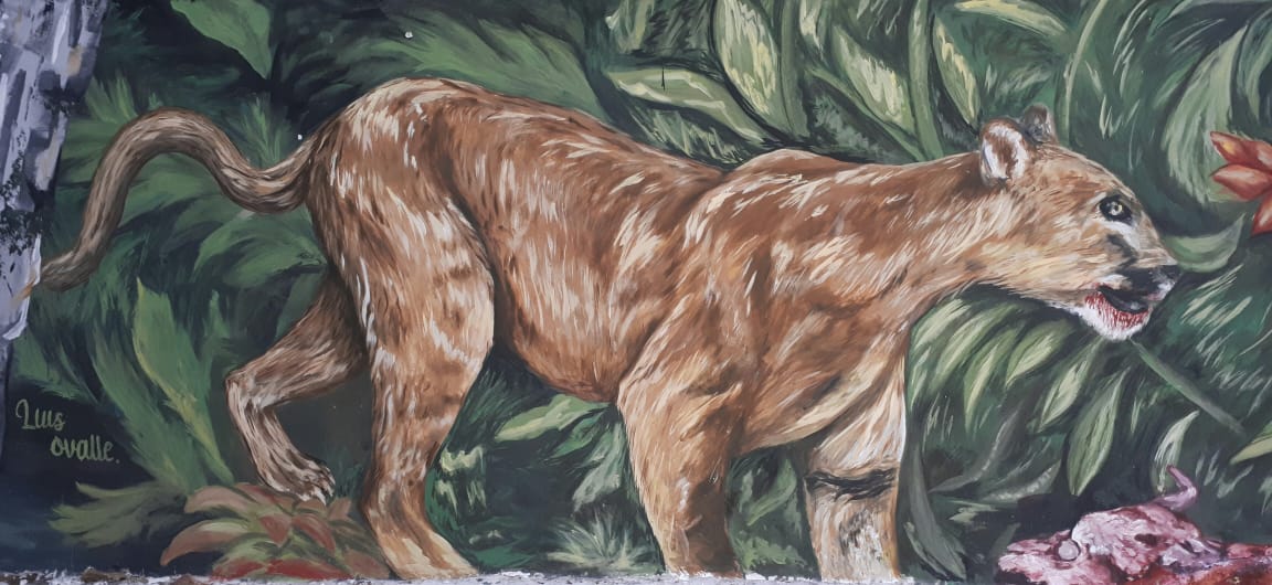 El puma concolor es una especie amenazada