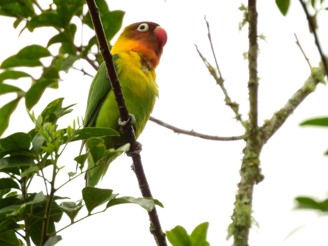 Perico africano